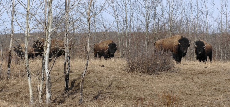 Bison-cropped