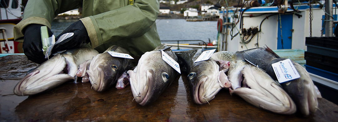 Cod from the Goose Berry Cove Cod fish farm get tagged as sustainably caught and processed as its prepared for shipment from Gooseberry Cove, Newfoundland to markets in the USA. Photo by Greg Locke © 2021